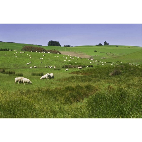 New Zealand, South Island Sheep grazing in field